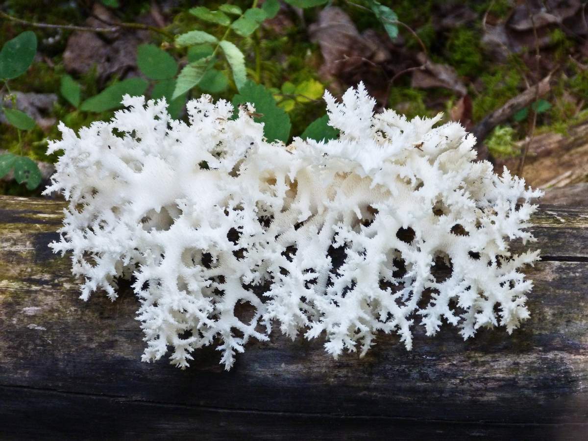 Съедобные грибы Ленинградской области – фото и название