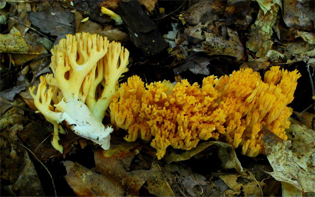 Коралловый гриб фото и описание съедобный