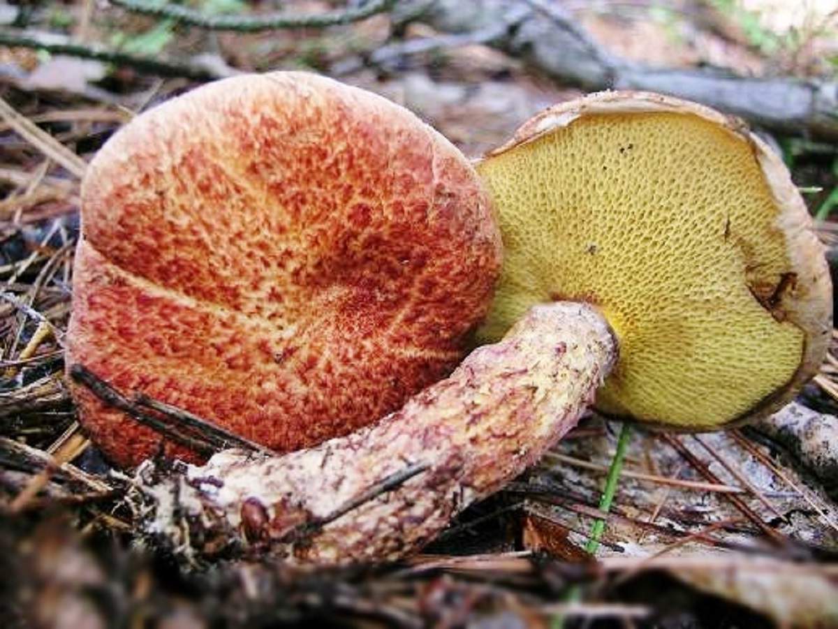 Как называется гриб похожий. Масленок Спрэга. Suillus pictus. Маслята губчатые. Трубчатые грибы масленок.