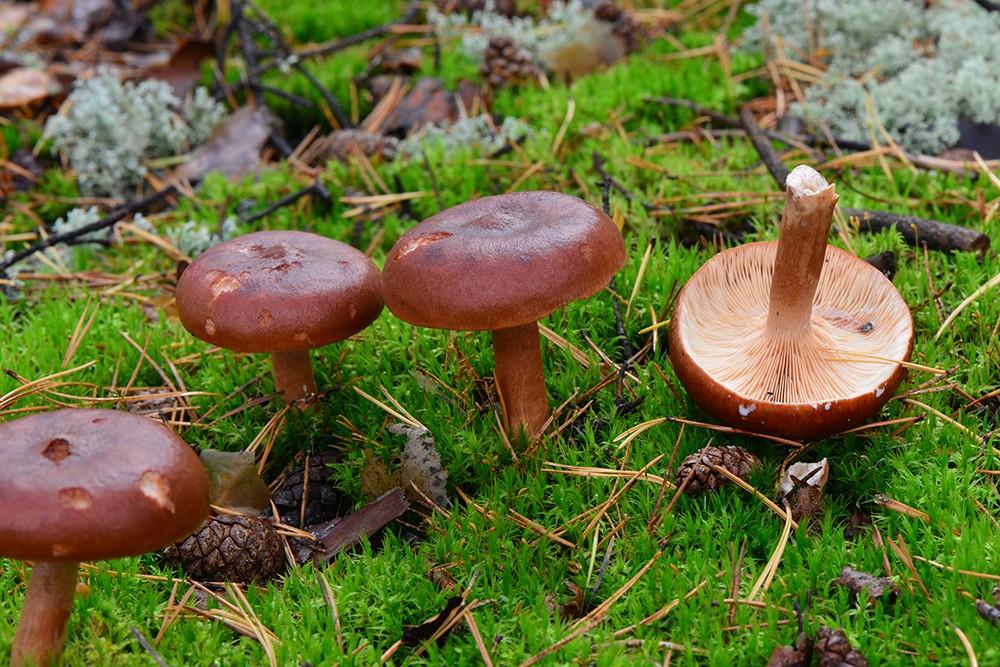 Съедобные грибы Ленинградской области – фото и название