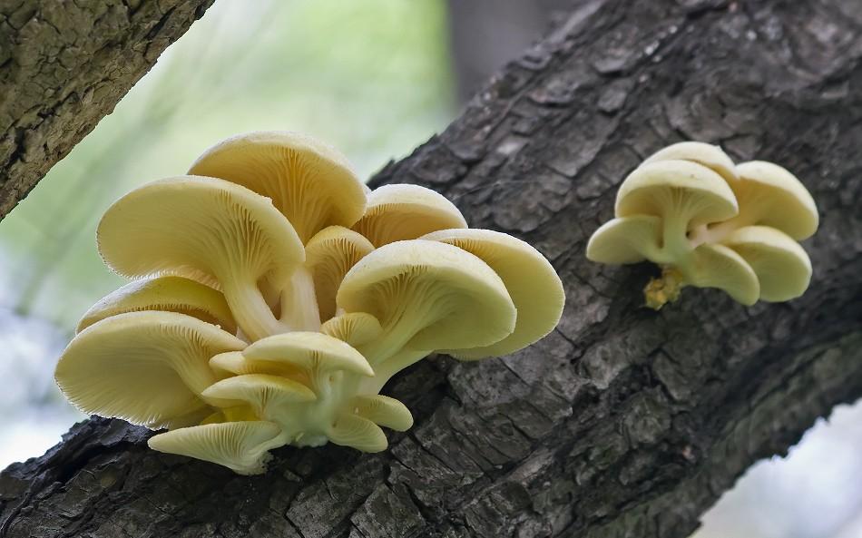 Ильмаки грибы в приморье фото и описание