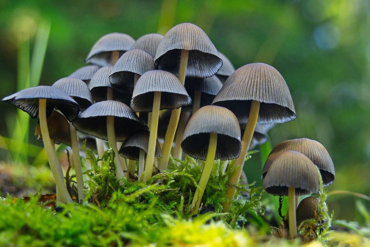 Галлюциногенные грибы в подмосковье