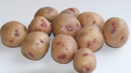 картофель аврора