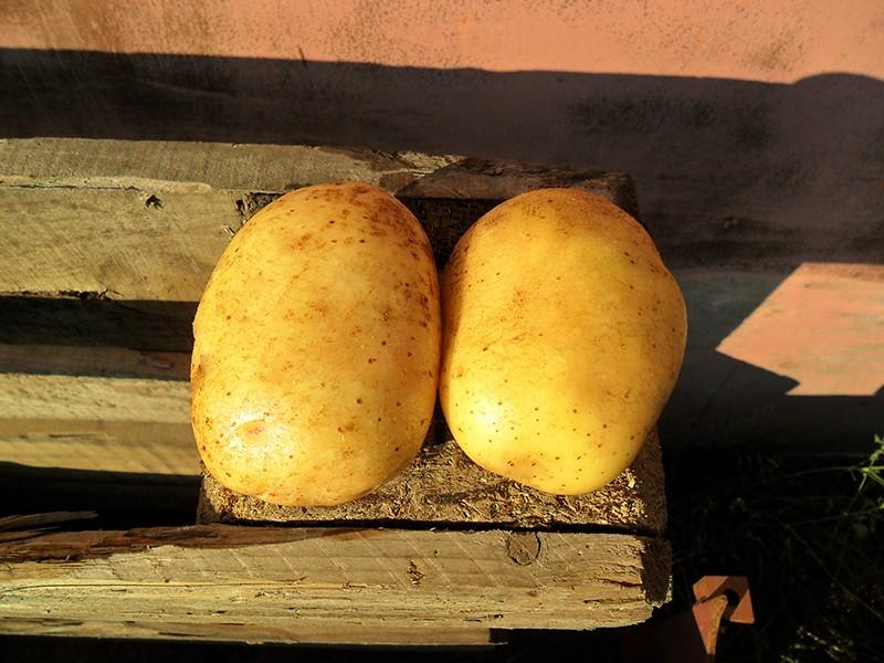 картофель уладар