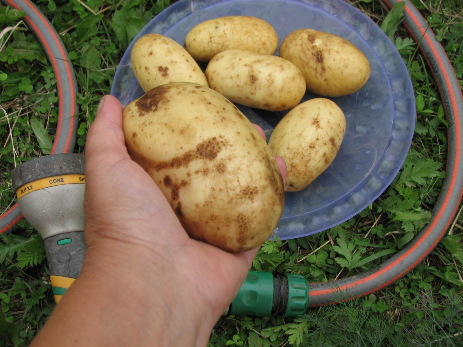 Картофель Колетте – описание сорта, фото, отзывы