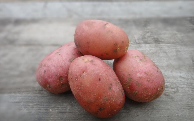 Описание сорта картофеля лабелла особенности выращивания и ухода
