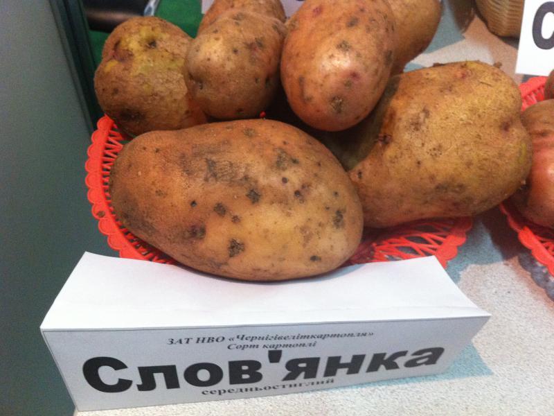 картофель славянка
