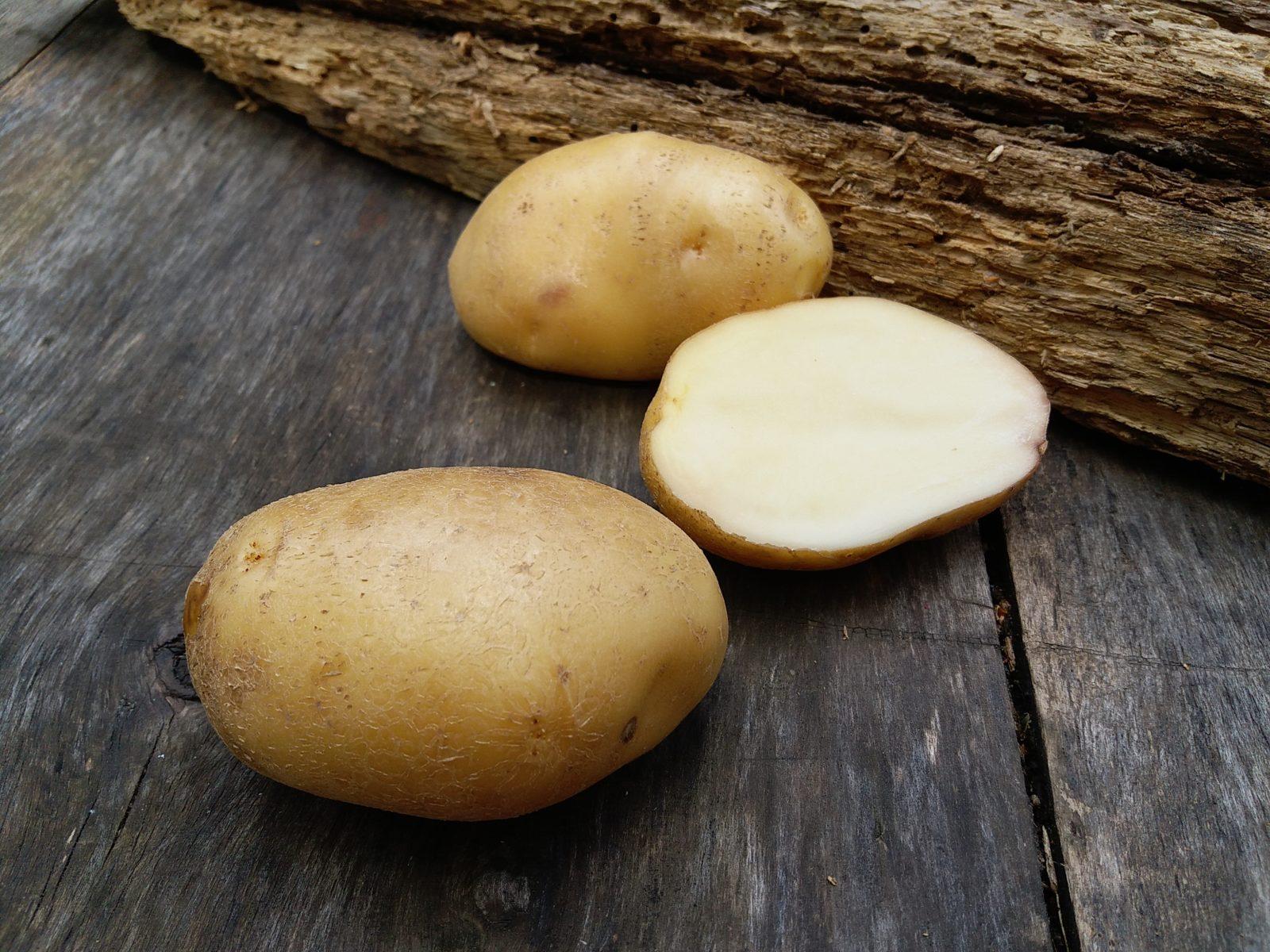 картофель кураж фото