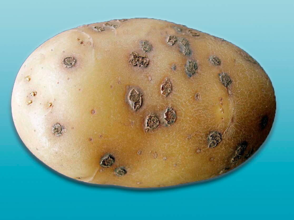 парша картофеля