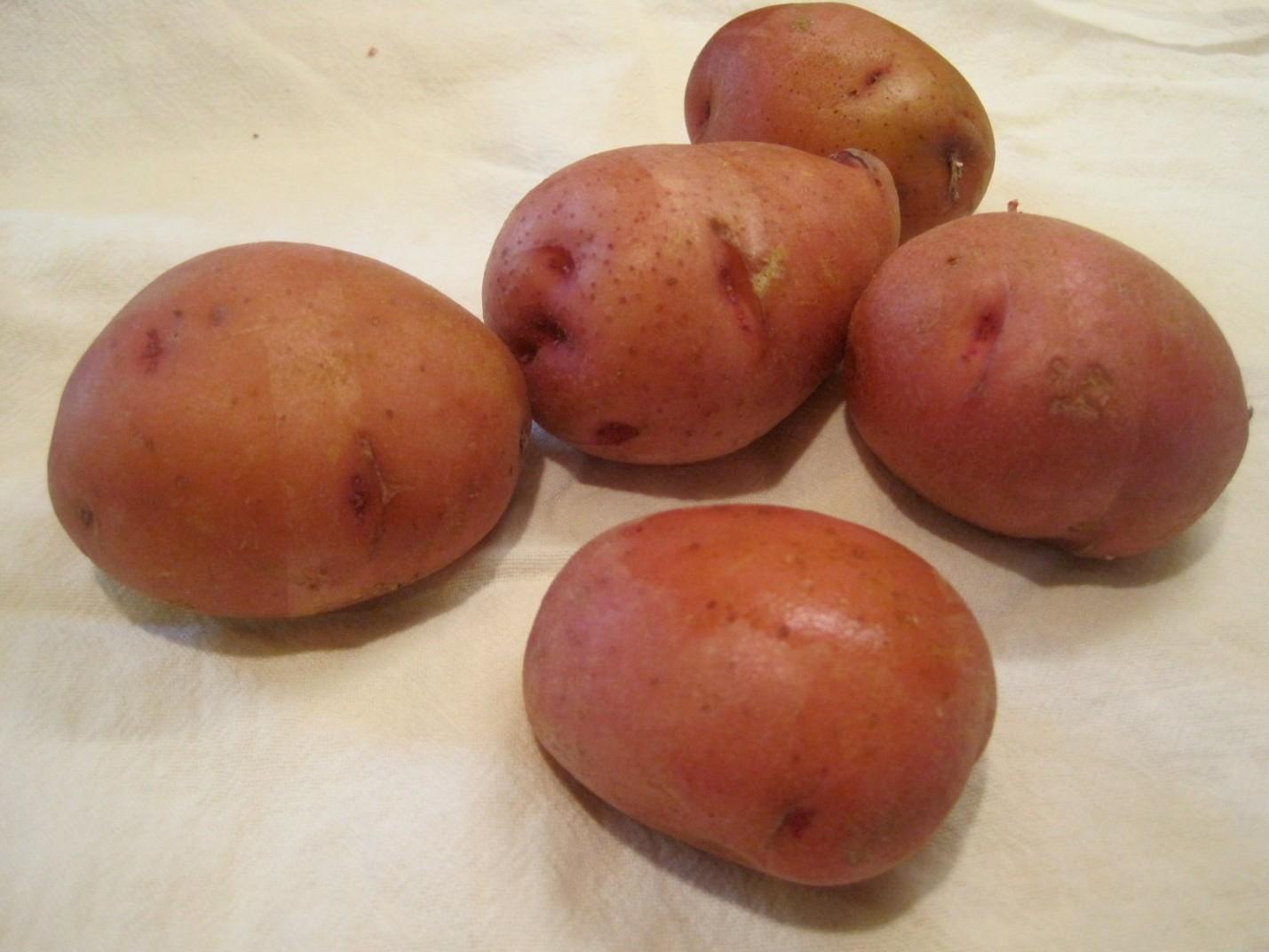 картофель ирбитский