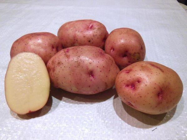картофель снегирь
