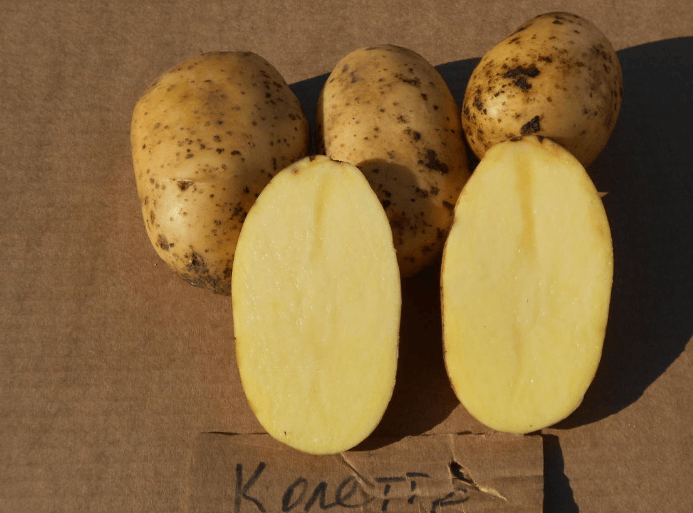 Картофель Колетте – описание сорта, фото, отзывы