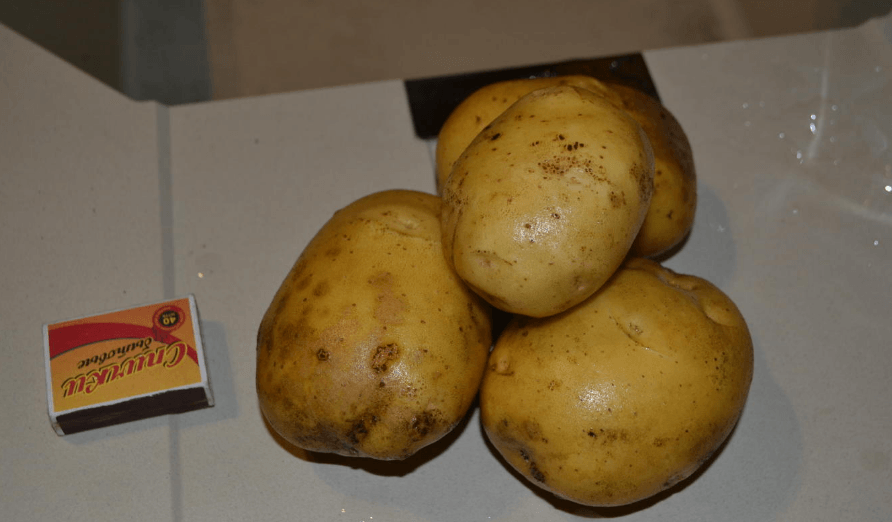 картофель латона