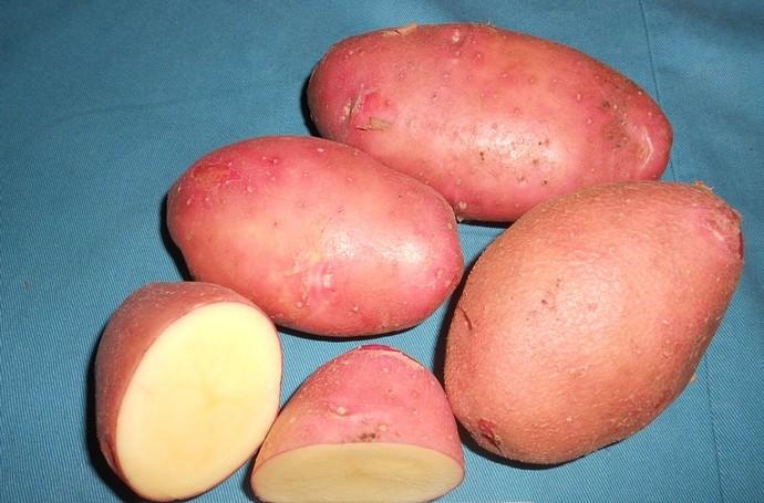картофель спиридон
