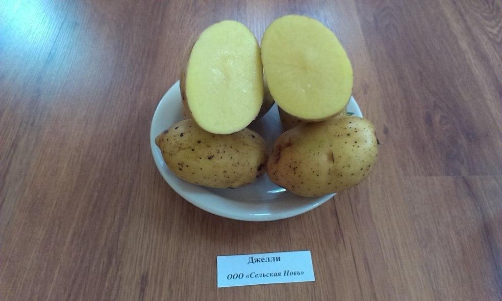 Джелли картофель характеристика отзывы. Картофель семенной Джелли. Сорт картофеля Джелли. Сорт Джелли картофель характеристика.