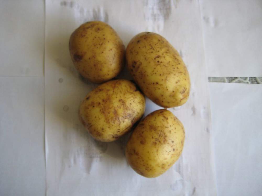 Картофель Маделине (Маделина) – описание сорта, фото, отзывы