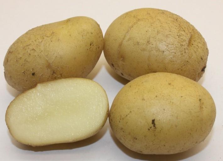 картофель елизавета
