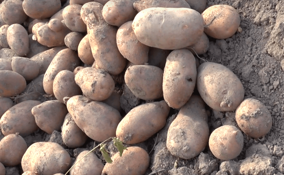 картофель каменский