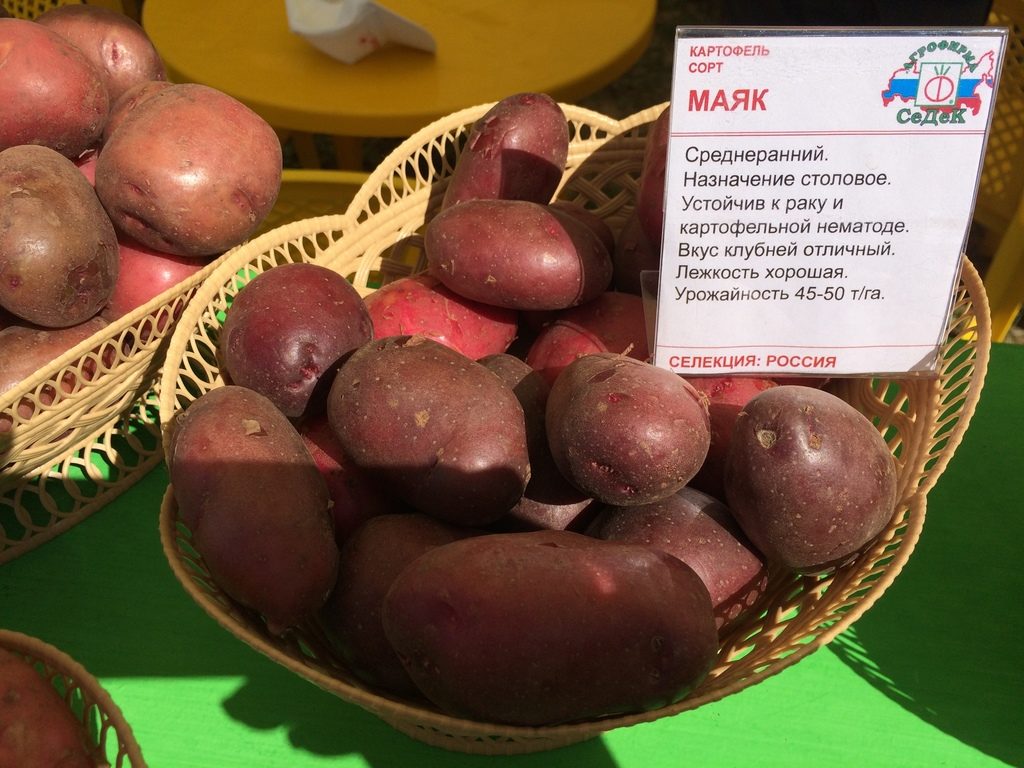 Картофель Маяк – описание сорта, фото, отзывы