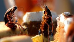 как избавиться от тараканов в домашних условиях