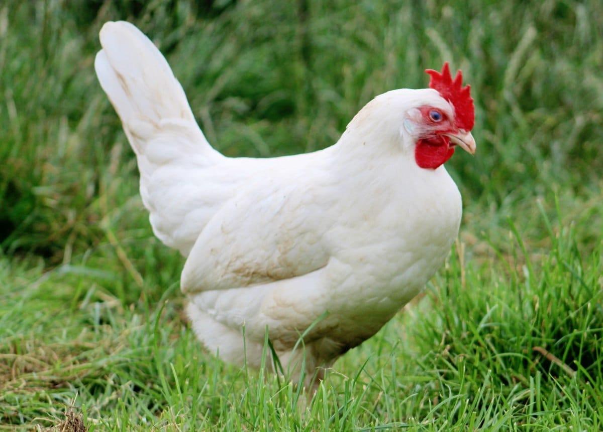Порода кур леггорн серебристый. Белорус 9 порода кур. Курица какая группа. Курица какая ты курица. Курица какой голос издает.