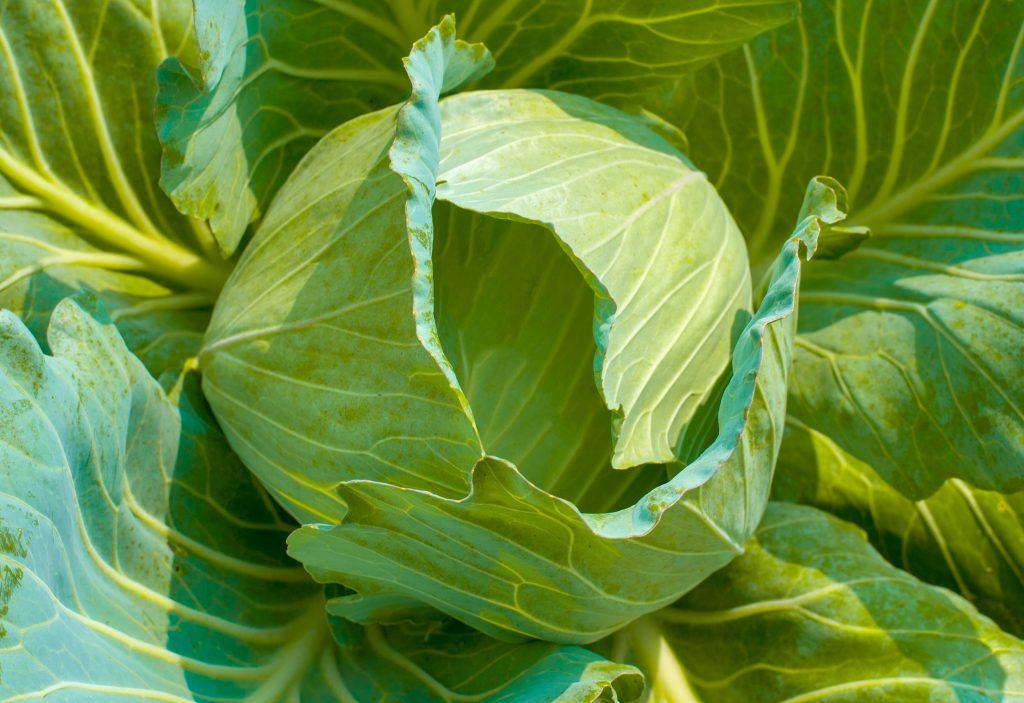 Odrůda zelí Přenos: fotografie, recenze, popis, vlastnosti.