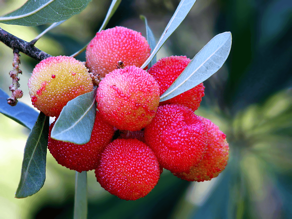 Фото экзотических фруктов с названиями
