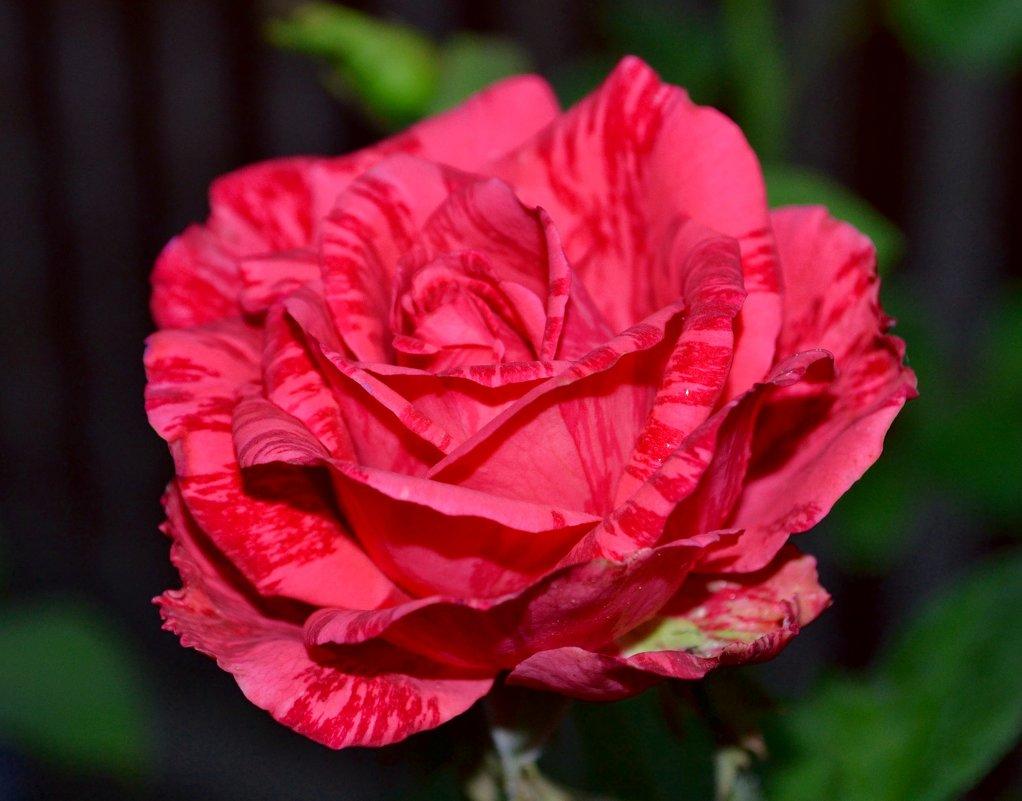 Описание розы Ред Интуишн
