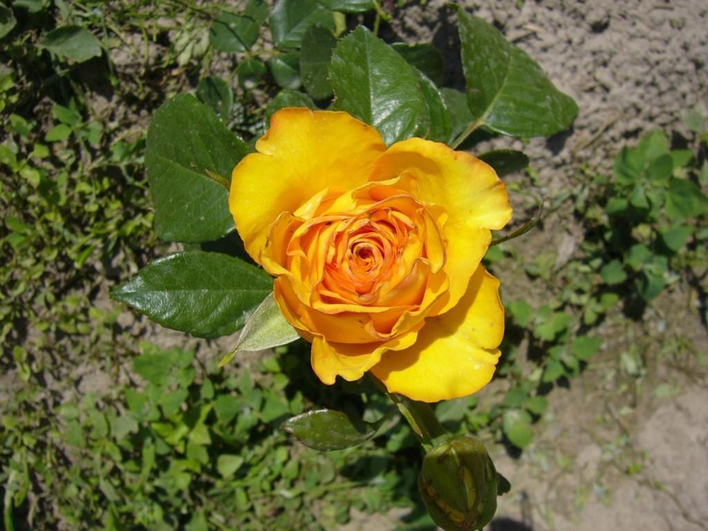 Сорт розы керио фото описание