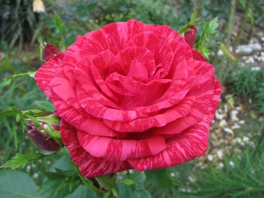 Описание розы Ред Интуишн