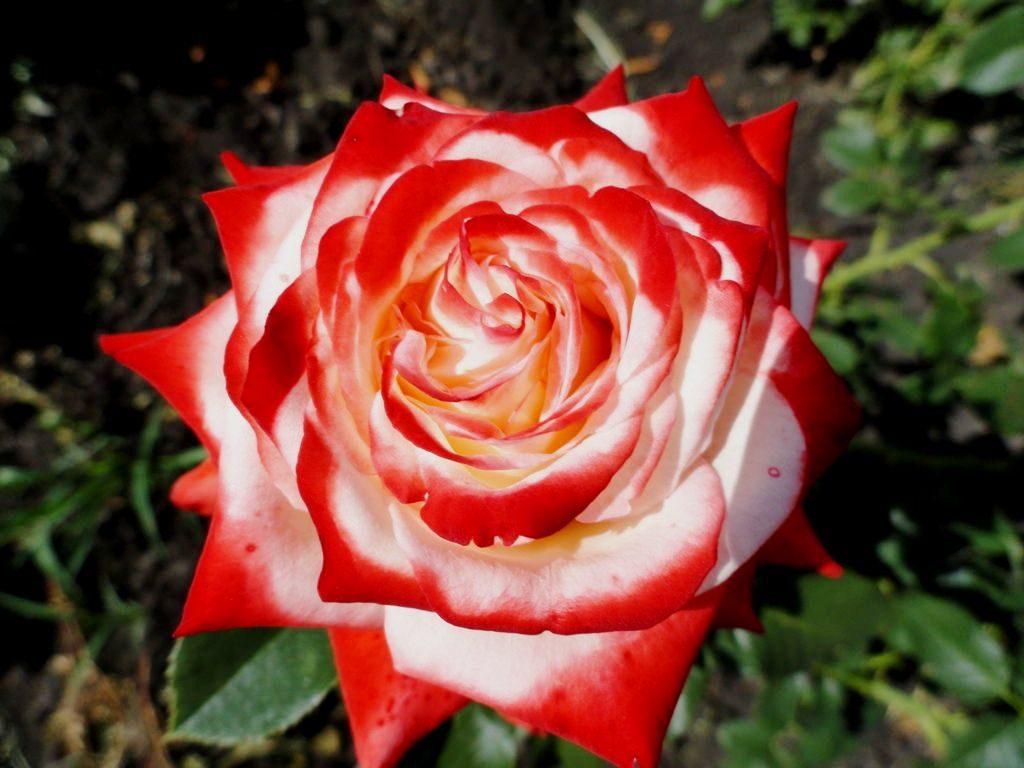 Описание розы Императрица Фарах