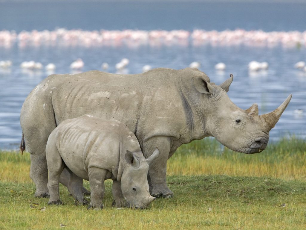 белый носорог