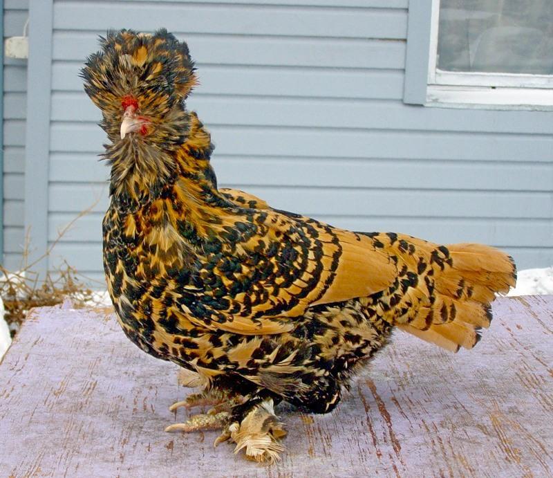 павловская порода кур