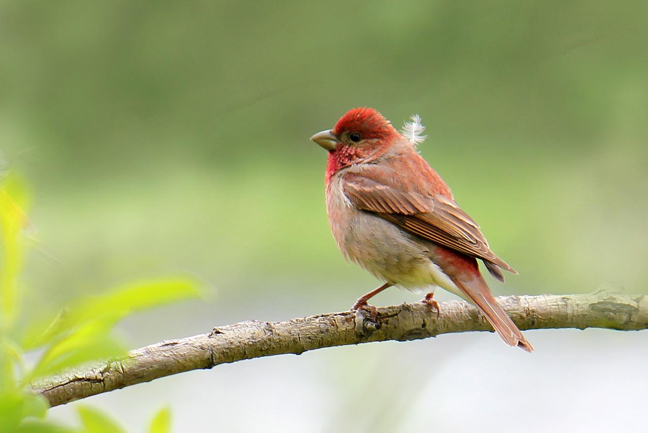 Обычные птицы. Чечевица Carpodacus erythrinus. Чечевица обыкновенная птица. Carpodacus erythrinus. Чечевица обыкновенная птица фото.