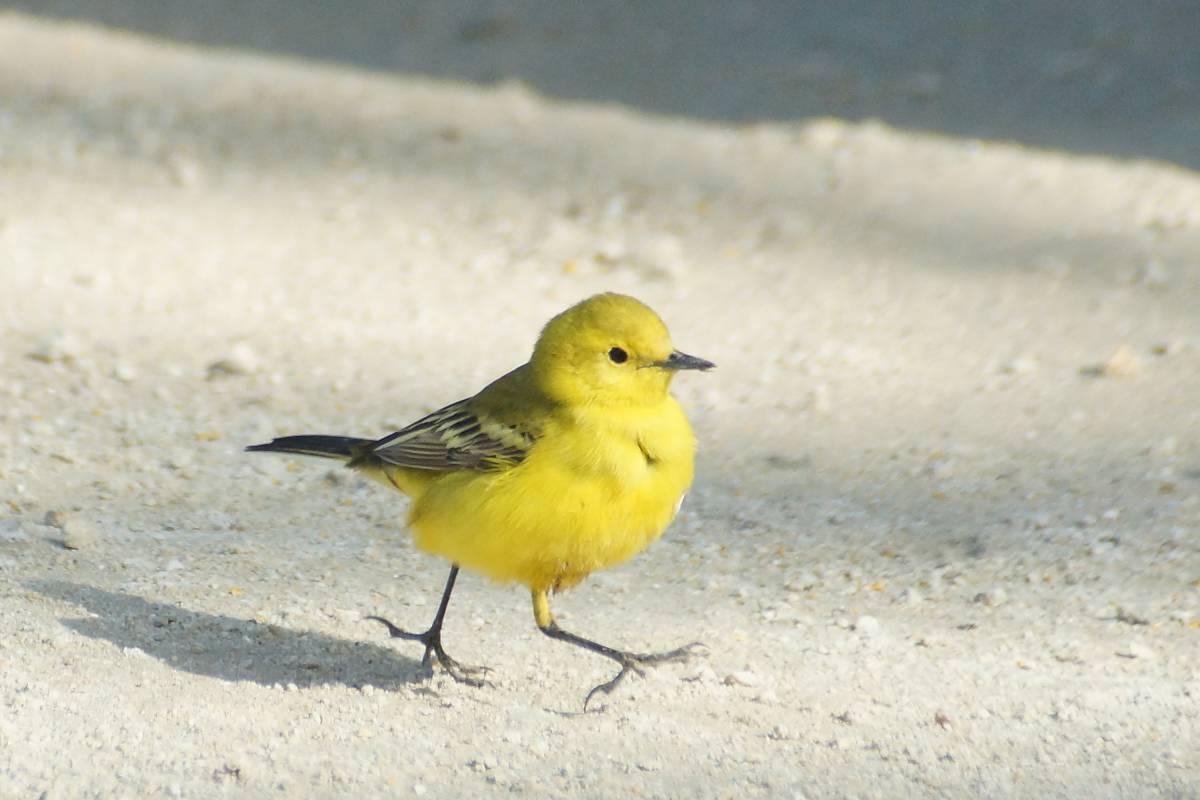 Маленькая желтая птичка фото название