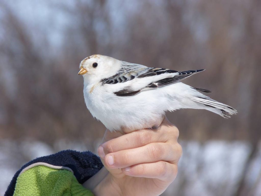 Птицы Нижегородской области
