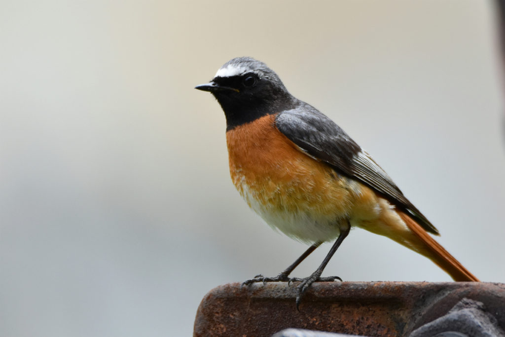 Нижегородцу удалось сделать фотографии уникальных краснокнижных птиц (фото)