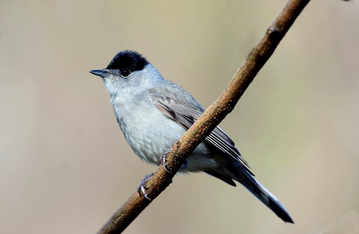 Sylvia atricapilla