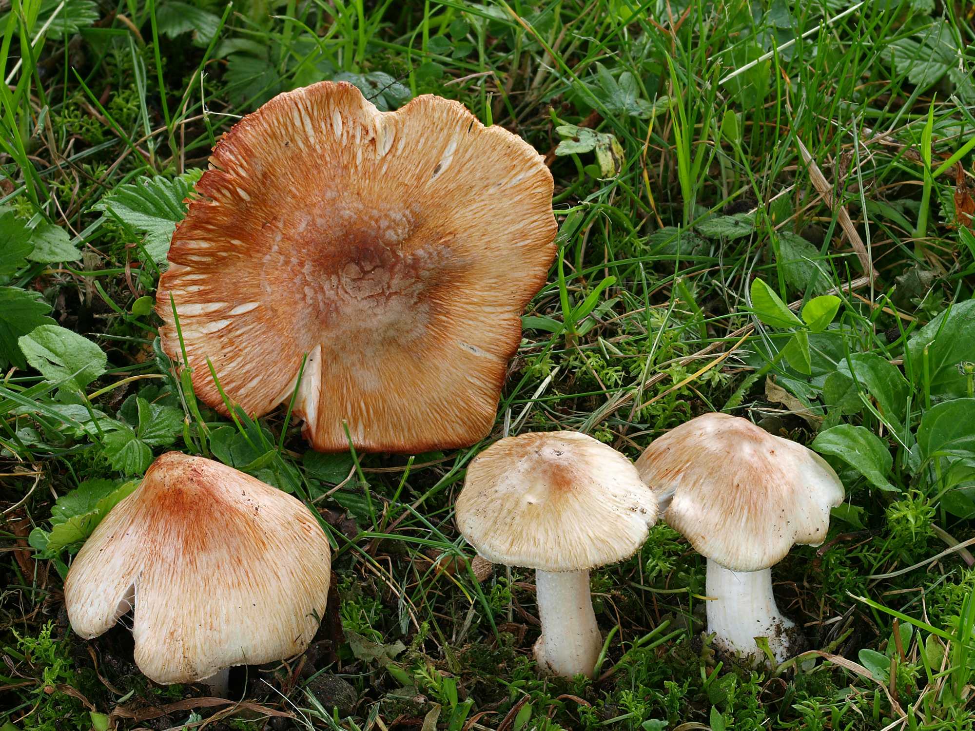грибы саратовской области фото и название съедобные