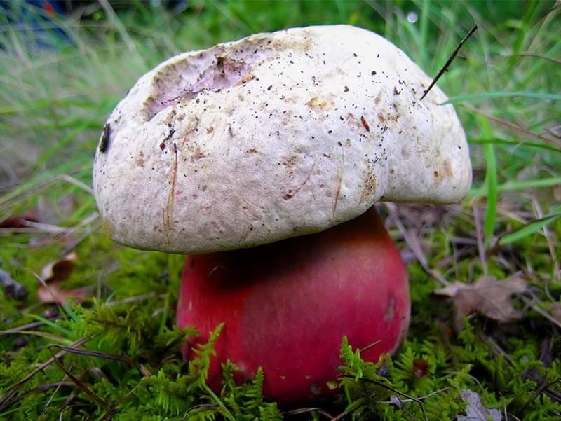 Описание ядовитых грибов