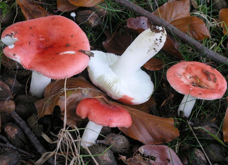 Сыроежки грибы фото съедобные и несъедобные