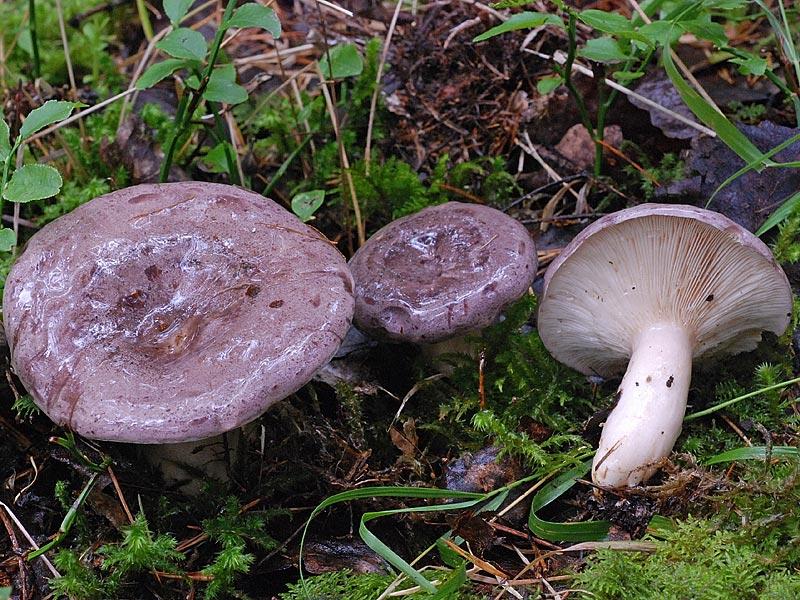 Съедобные грибы Самарской области