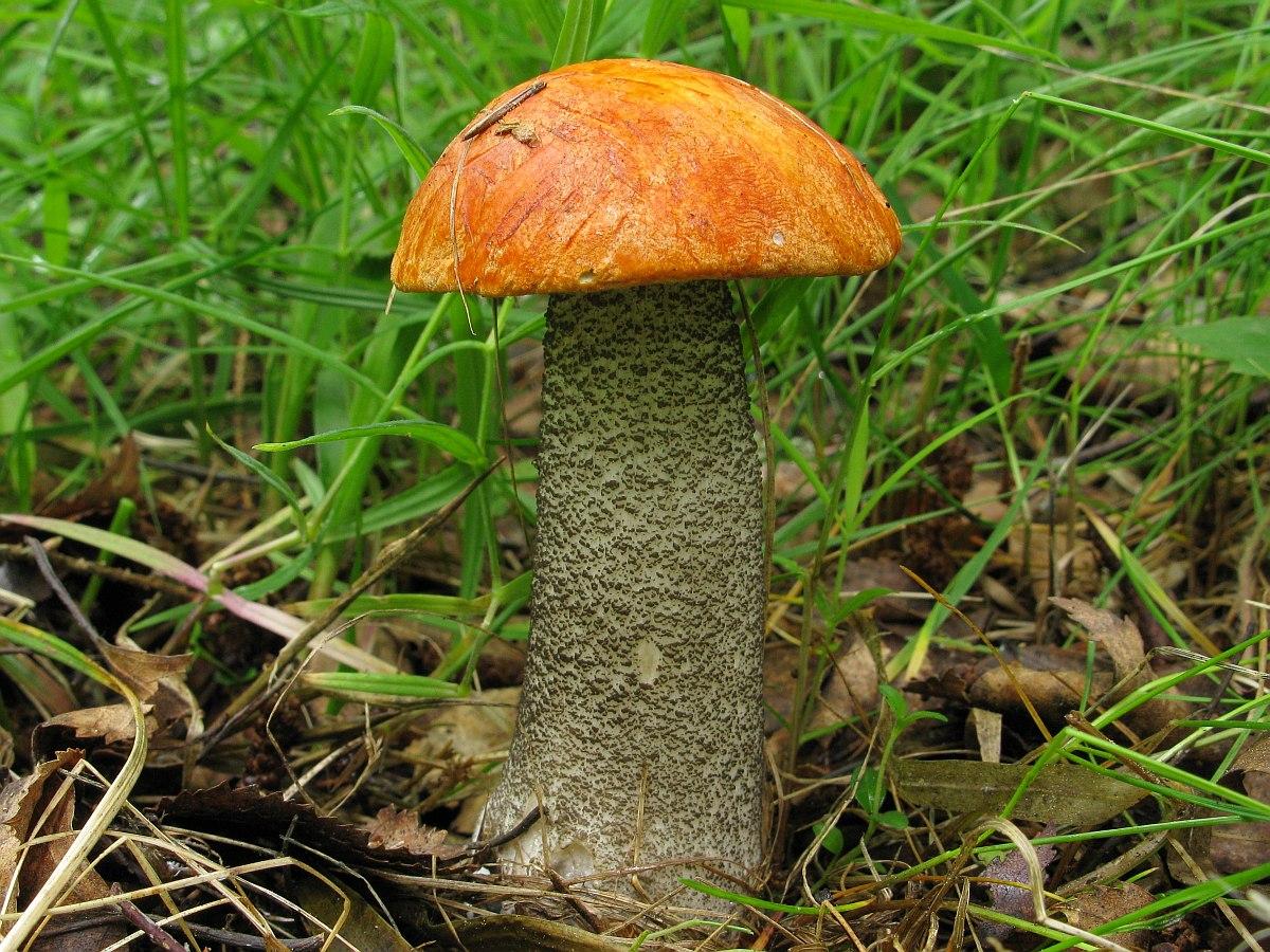 Сыроежка гриб фото съедобный и ядовитый