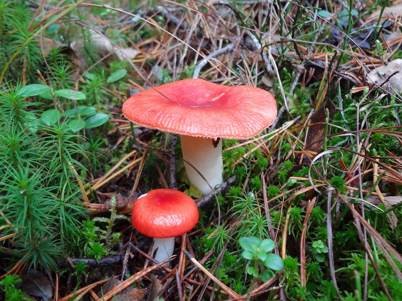 съедобные грибы томской области с фото