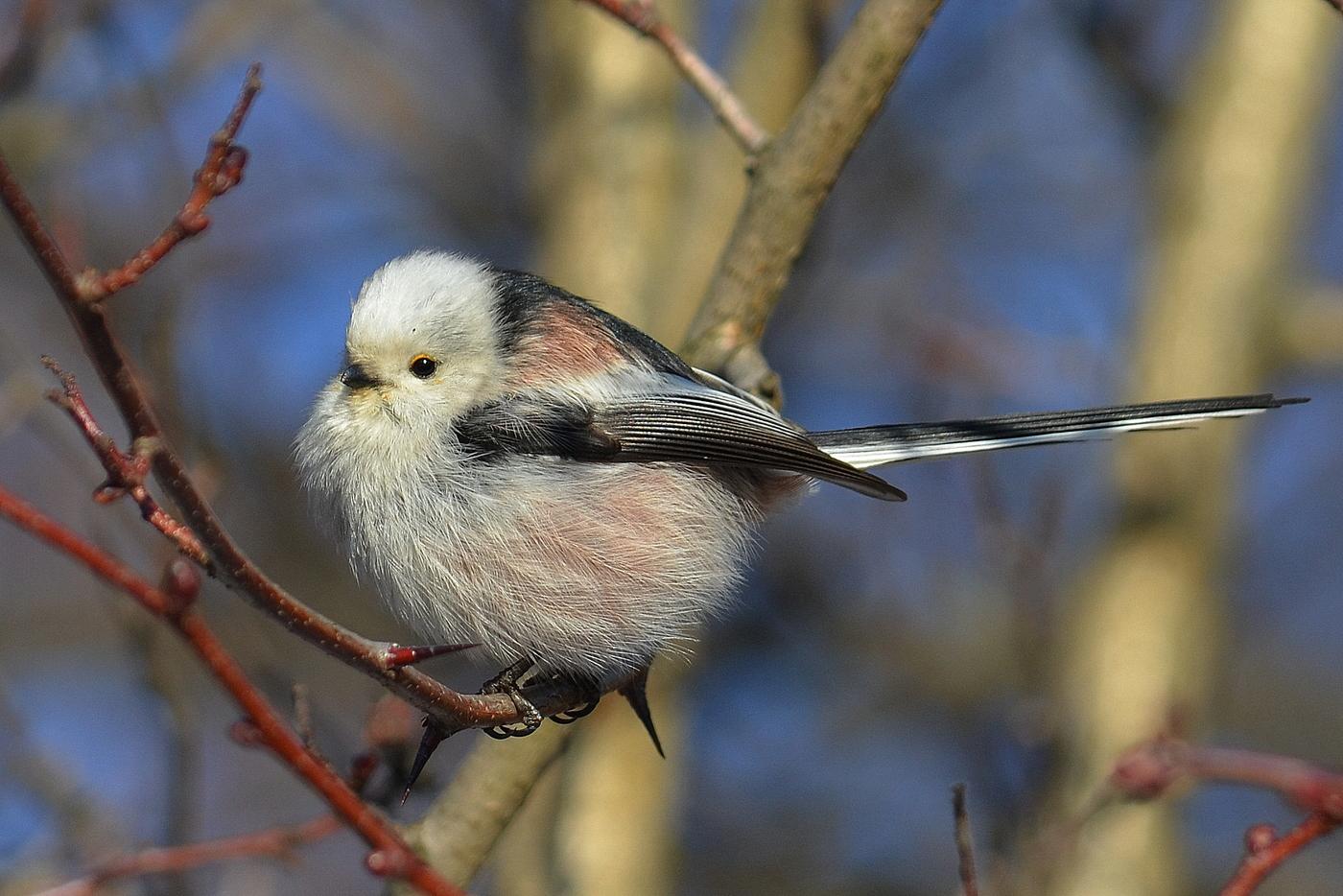 Маленькие птички в россии фото