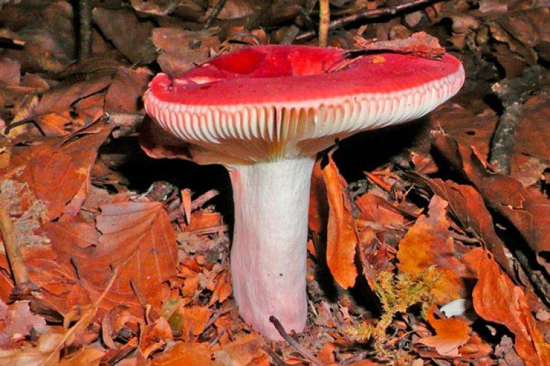 Съедобные грибы Самарской области