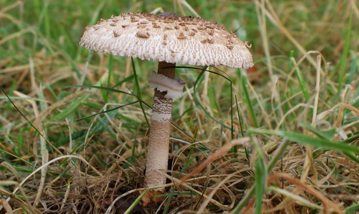 Macrolepiota procera – гриб зонтик высокий