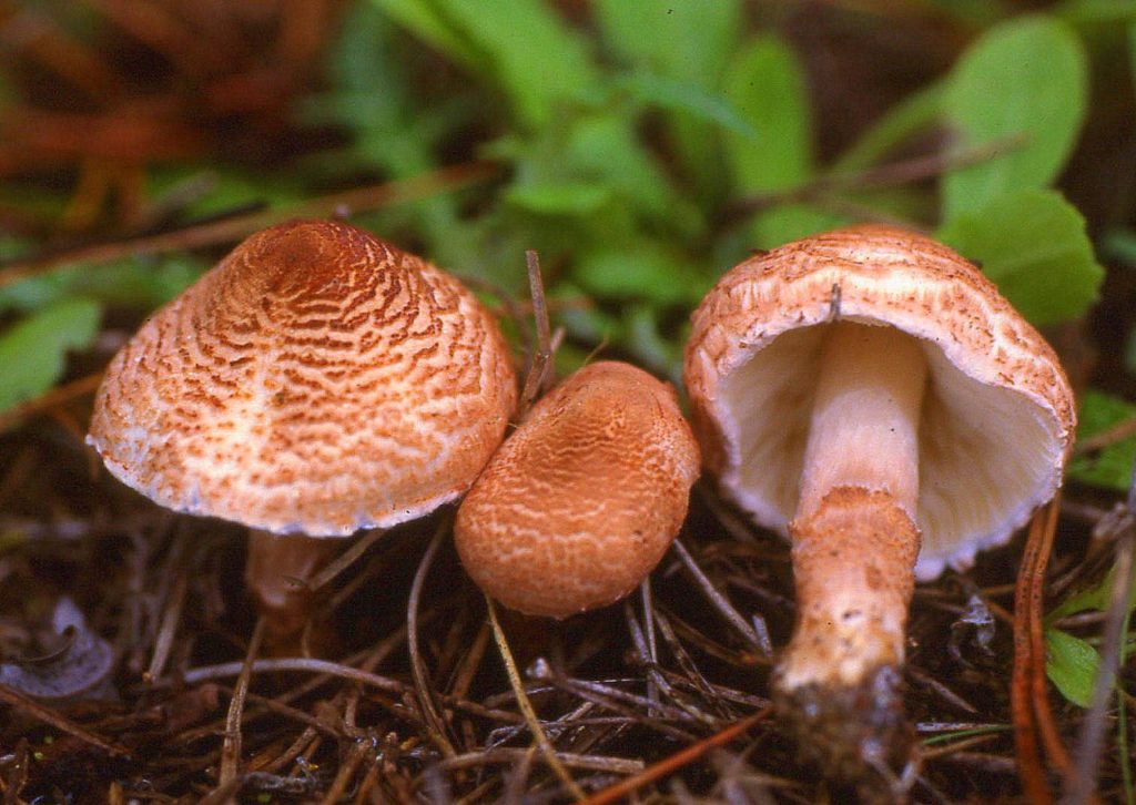Описание ядовитых грибов