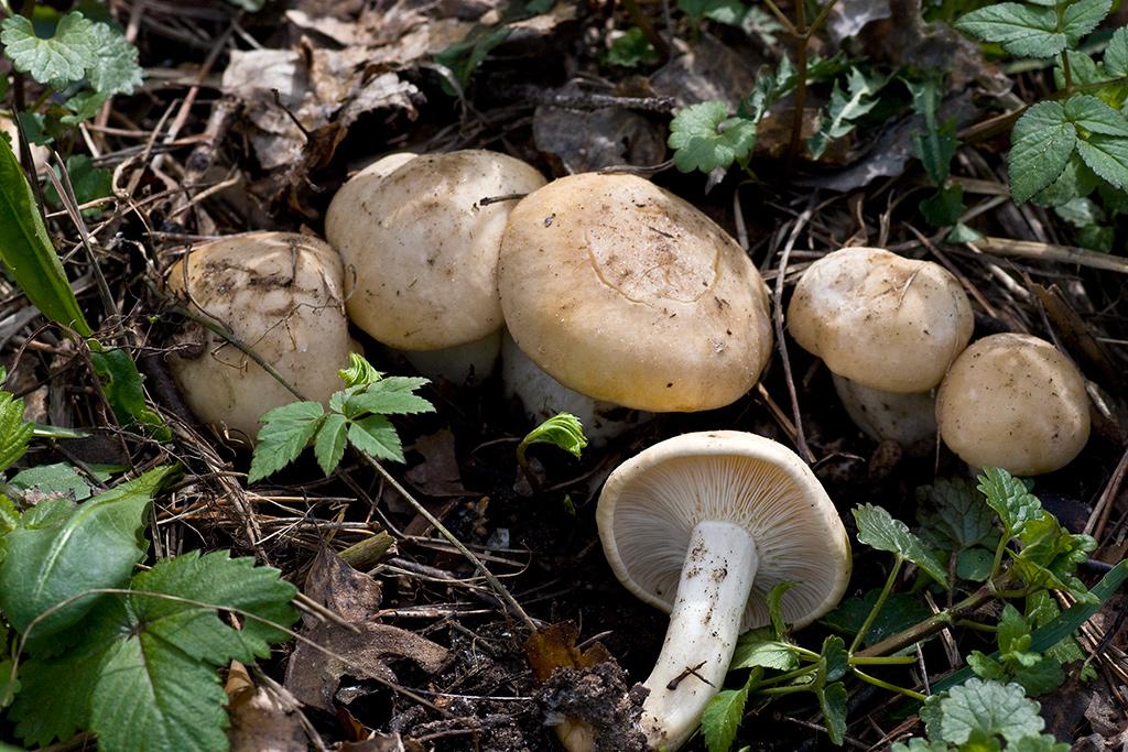 Гриб рядовка майская описание. Майский гриб Calocybe gambosa. Грибы майские рядовки. Майский гриб рядовка Майская. Рядовка Майская Calocybe gambosa.