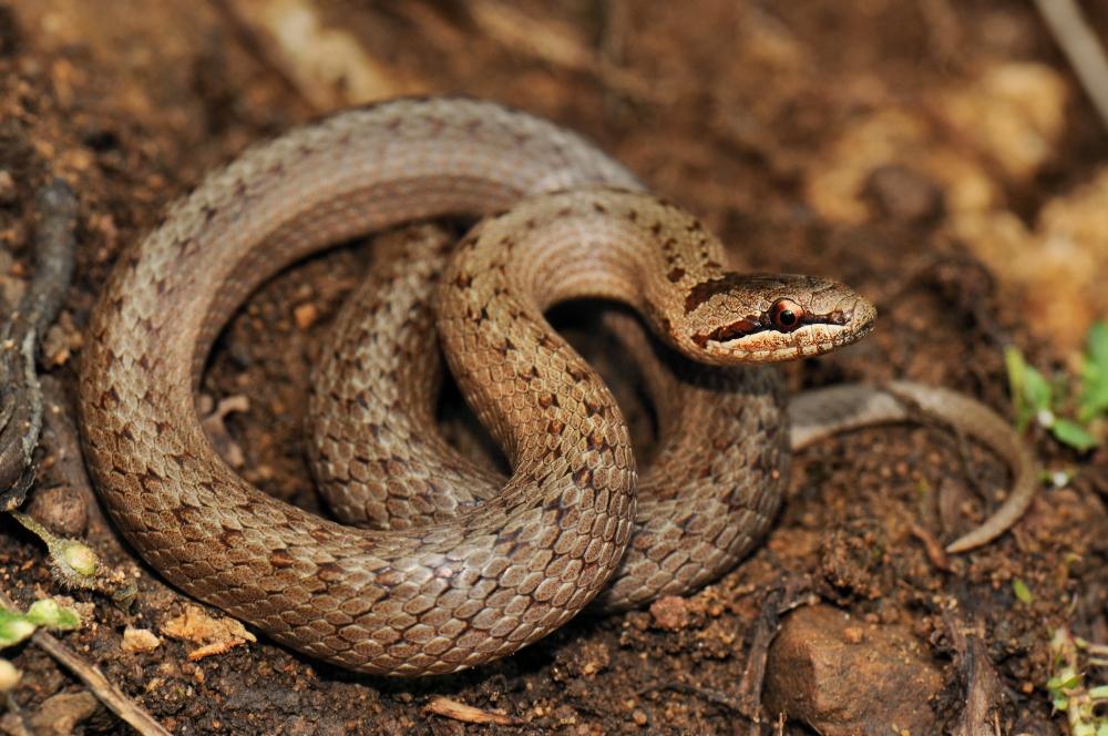 Виды змей в воронежской области фото с описанием
